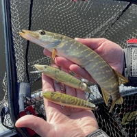 Salmo Jointed Pike